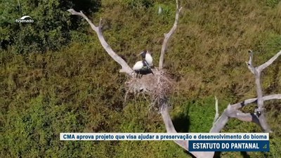 Estatuto do Pantanal é aprovado na Comissão de Meio Ambiente