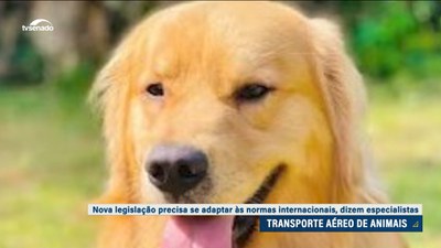 Lei Joca: Nova legislação deve se adaptar às normas internacionais para transporte aéreo de animais