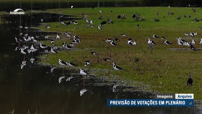 Senado deve votar PEC que eleva Pantanal à categoria de patrimônio nacional nesta terça (11)