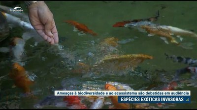 Senado discute ações para conter espécies exóticas invasoras e proteger biodiversidade