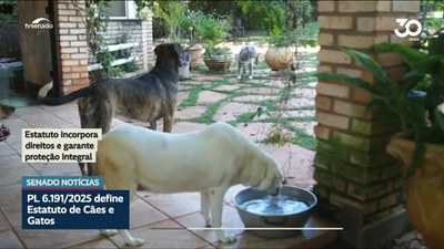Projeto que institui Estatuto dos Cães e Gatos é tema de debate no Senado
