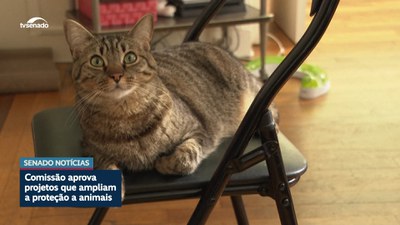 CCJ aprova projetos que ampliam a proteção a animais