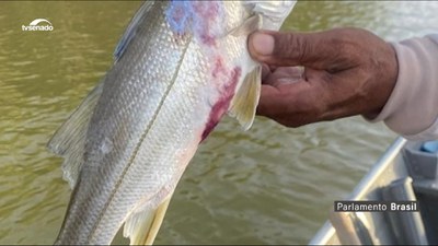 Peixes cobertos com crostas de metal no ES: ainda efeito do rompimento da barragem de Mariana em MG