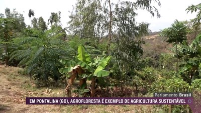 Agrofloresta: autoridades goianas visitam iniciativa familiar em Pontalina