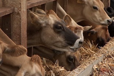 Cadê o leite que tava aqui?